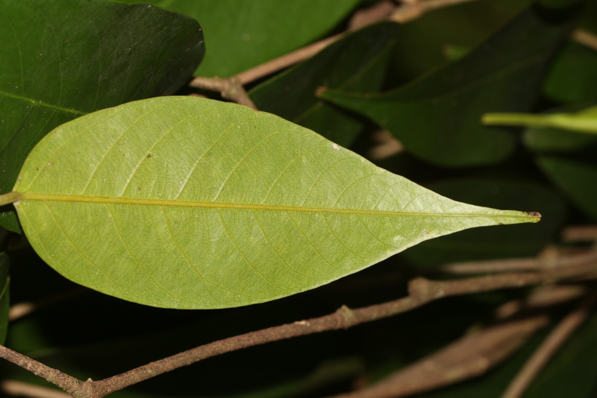 Doona cordifolia Thwaites